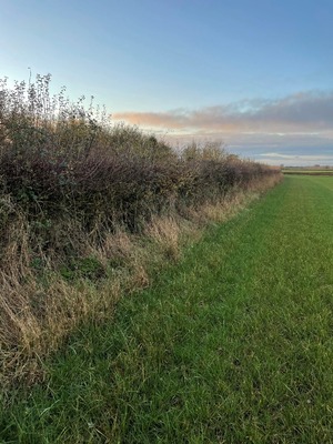 Environmental Surveys
